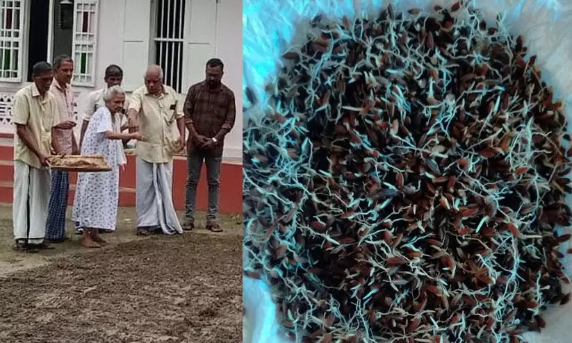 പൊക്കാളി: കൃഷി മുടങ്ങുന്നതിൽ പ്രതിഷേധിച്ച് നൂറു വയസുകാരി പുരയിടത്തിൽ ഞാറ്റടി ഒരുക്കുവാൻ വിത്ത് വിതച്ചു പൊക്കാളി: കൃഷി മുടങ്ങുന്നതിൽ പ്രതിഷേധിച്ച് നൂറു വയസുകാരി പുരയിടത്തിൽ ഞാറ്റടി ഒരുക്കുവാൻ വിത്ത് വിതച്ചു