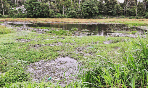 ക​ദ​ളി​ച്ചി​റ