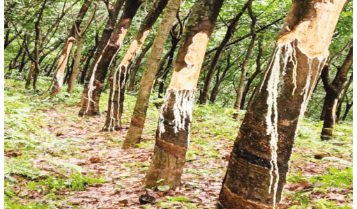 wild elephant attack