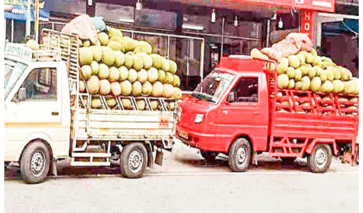 Jack fruit price Jack fruit price