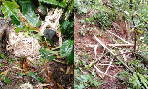 wild elephant menace