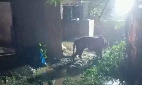 വയനാട് കേണിച്ചിറയിൽ ഭീതി പരത്തിയ കടുവ കൂട്ടിലായി -വിഡിയോ