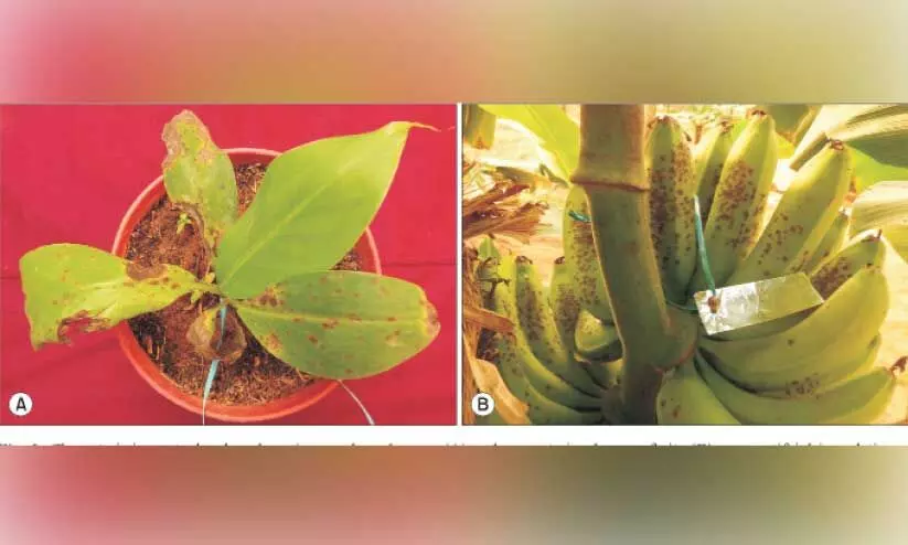 kuzhippulli kuzhippulli