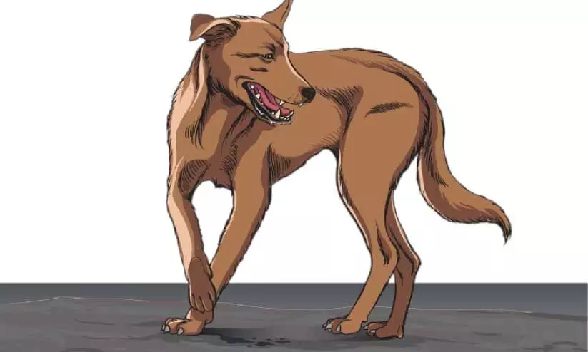 മാ​ന​ദ​ണ്ഡ​ത്തി​ൽ ഇ​ള​വ്​ വ​ന്നി​ട്ടും ഊ​ർ​ജി​ത​മാ​കാ​തെ തെ​രു​വു​നാ​യ്​ വ​ന്ധ്യം​ക​ര​ണം