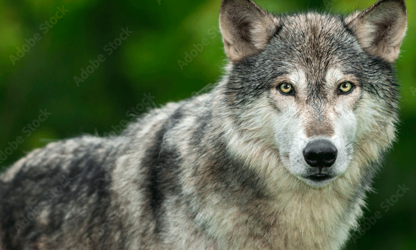 രേ​ഖ​യി​ല്ലാ​തെ ചെ​ന്നാ​യ്ക്ക​ളെ കൊ​ണ്ടു​വ​രാ​നു​ള്ള ശ്ര​മം പി​ടി​കൂ​ടി