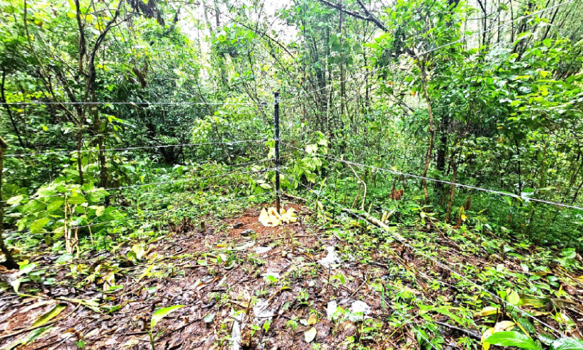 വൈദ്യുതി വേലി