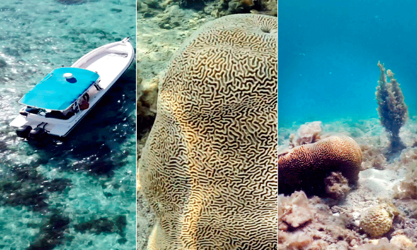 ഖത്തറിന്റെ സമുദ്ര ആവാസവ്യവസ്ഥ ആരോഗ്യകരമെന്ന് പഠനം ഖത്തറിന്റെ സമുദ്ര ആവാസവ്യവസ്ഥ ആരോഗ്യകരമെന്ന് പഠനം