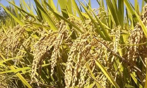 നെല്ലിന്‍റെ താങ്ങുവില വർധന; കർഷകർക്ക്​ ഗുണമുണ്ടാകാൻ സംസ്ഥാന സർക്കാർ കനിയണം