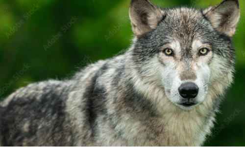 രേ​ഖ​യി​ല്ലാ​തെ ചെ​ന്നാ​യ്ക്ക​ളെ കൊ​ണ്ടു​വ​രാ​നു​ള്ള ശ്ര​മം പി​ടി​കൂ​ടി