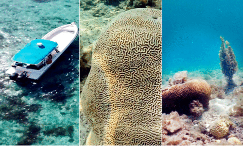 ഖ​ത്ത​റി​ന്റെ സ​മു​ദ്ര ആ​വാ​സ​വ്യ​വ​സ്ഥ ആ​രോ​ഗ്യ​ക​ര​മെ​ന്ന് പ​ഠ​നം