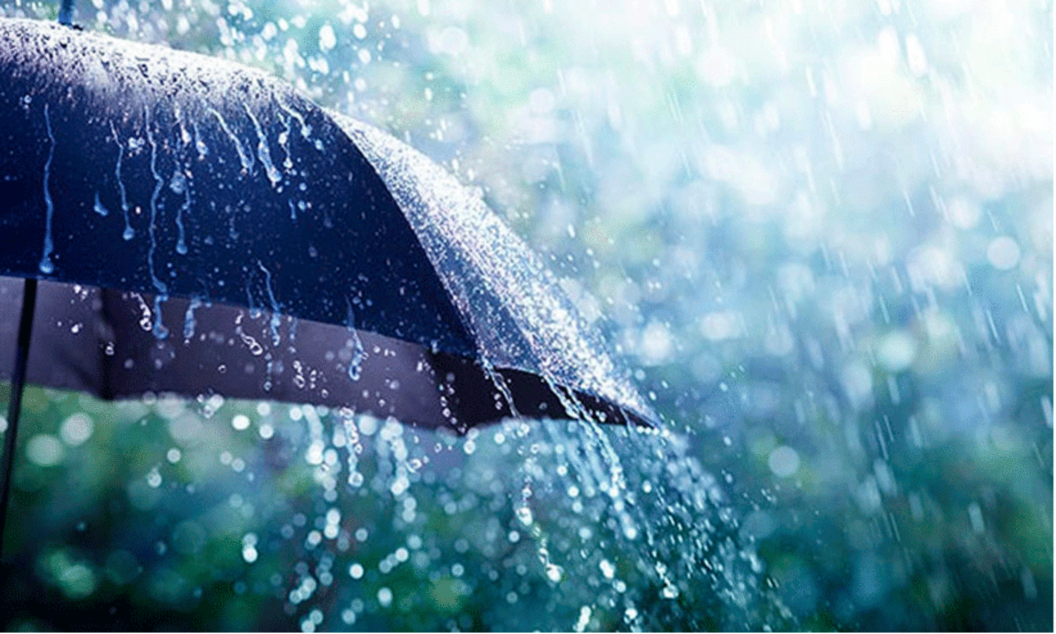 കാറ്റിലും മഴയിലും വ്യാപക നഷ്ടം; പ​ന്ത​ള​ത്ത്​ റോ​ഡു​ക​ളി​ലേ​ക്ക്​ മ​രം വീ​ണു