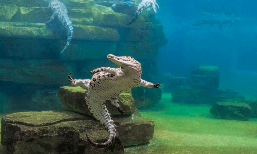 Crocodile Park