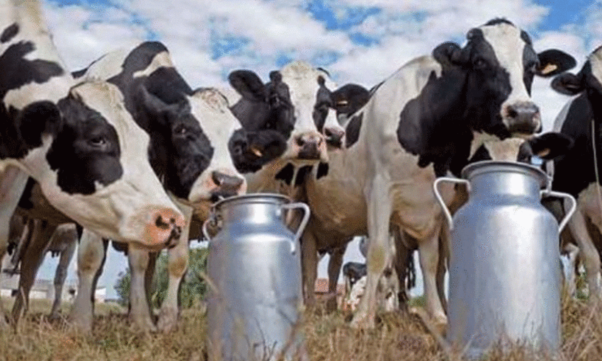 global dairy village global dairy village