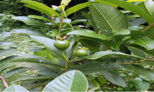 fruit