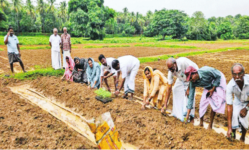 ഓ​ണ​പ്പൂ​ക്ക​ള​മൊ​രു​ക്കാ​ൻ ഒ​രു​ങ്ങി എ​ട​യൂ​ർ പ​ഞ്ചാ​യ​ത്ത്
