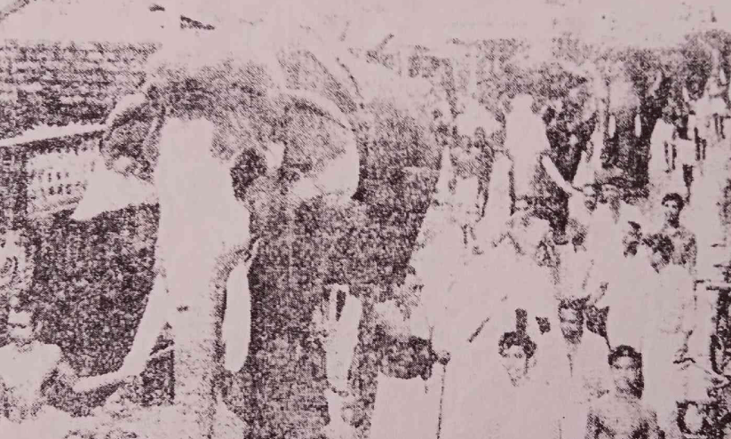 elephant park elephant park