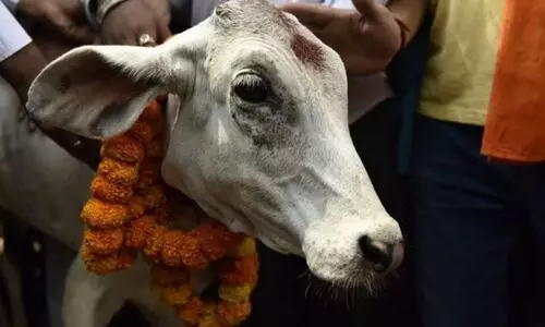 cow politics cow politics