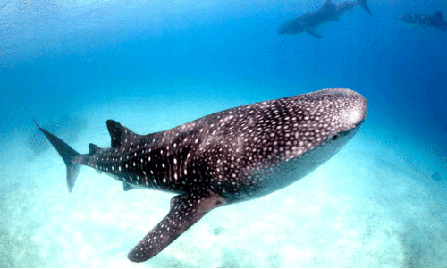 കൂറ്റൻ തിമിംഗല സ്രാവുകളുടെ കൂട്ടം ഖത്തറിൽ