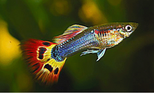 guppy