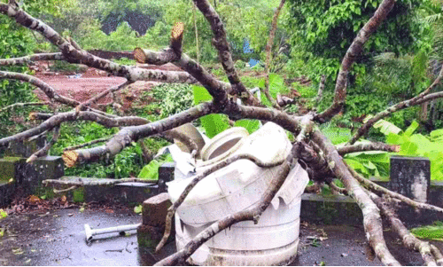 tree felling tree felling