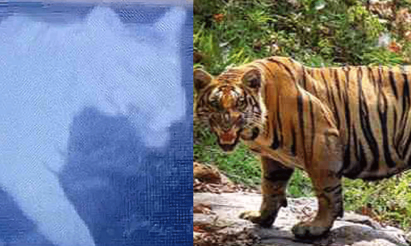 wild animal menace wild animal menace