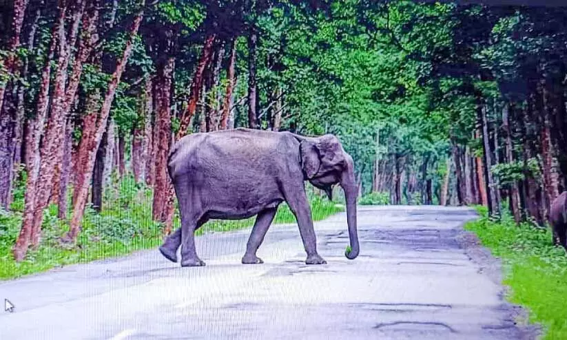 elephant elephant