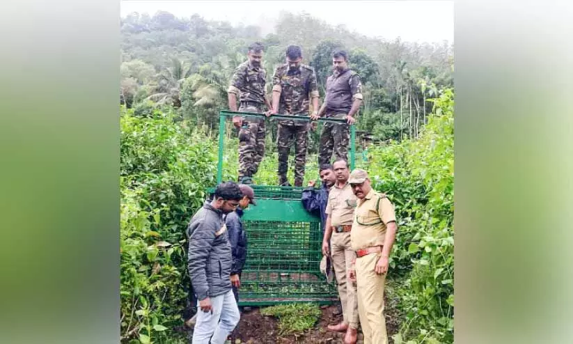 mattupetti mattupetti