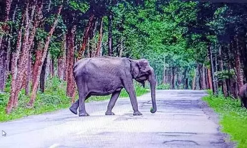 elephant