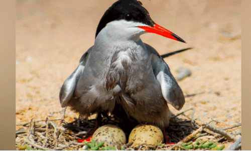 കാ​ട്ടു​പ​ക്ഷി​ക​ളു​ടെ മു​ട്ട ശേ​ഖ​രി​ക്ക​രു​ത്; പി​ഴ 20,000 ദി​ർ​ഹം വ​രെ
