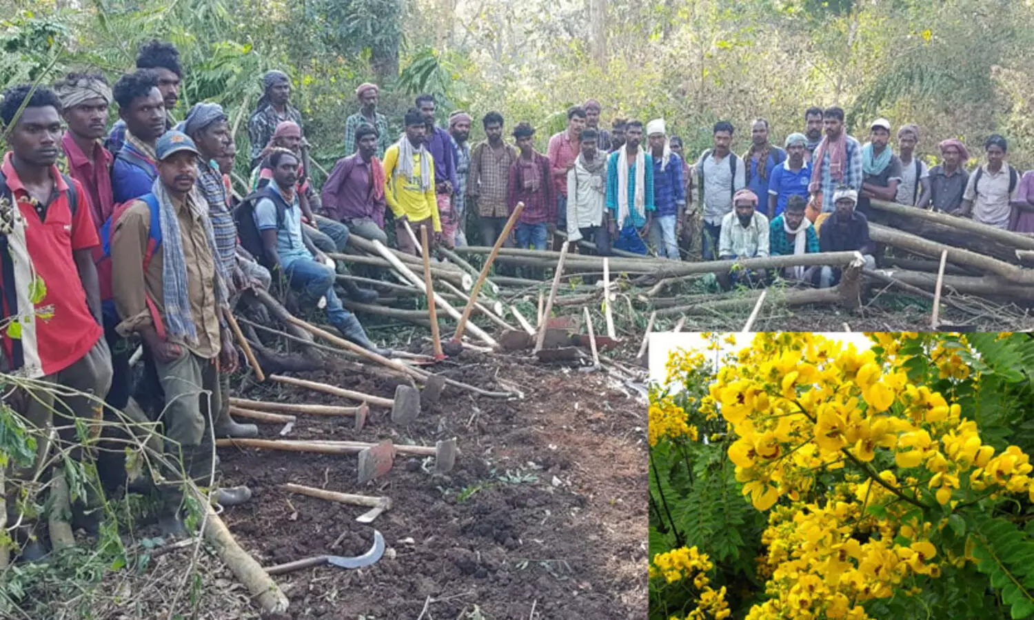 മഞ്ഞക്കൊന്ന നിർമാർജനം : നിഗൂഢത മാറ്റണമെന്ന് പ്രകൃതി സംക്ഷണ സമിതി
