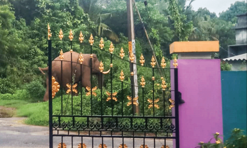 wild elephant menace