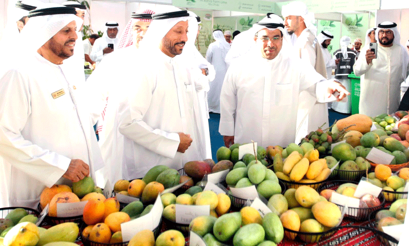 Mango Festival in Khor Fakkan Mango Festival in Khor Fakkan