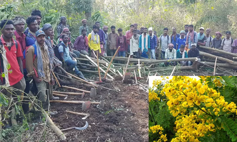 മഞ്ഞക്കൊന്ന നിർമാർജനം : നിഗൂഢത മാറ്റണമെന്ന് പ്രകൃതി സംക്ഷണ സമിതി മഞ്ഞക്കൊന്ന നിർമാർജനം : നിഗൂഢത മാറ്റണമെന്ന് പ്രകൃതി സംക്ഷണ സമിതി
