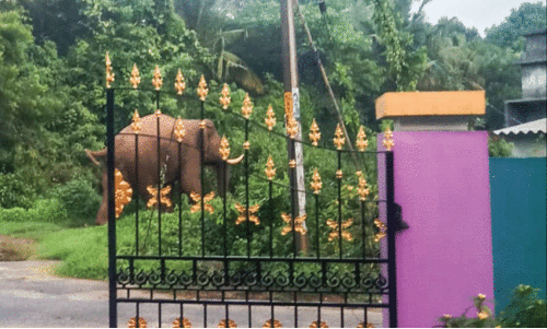 wild elephant menace