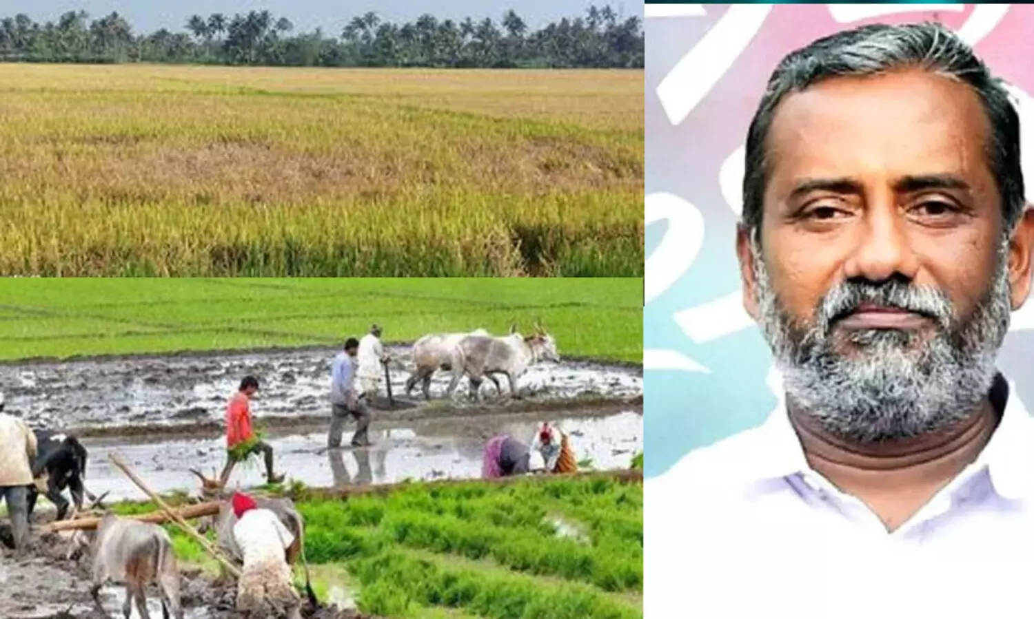 നെൽകൃഷിക്ക് നാശനഷ്ടം സംഭവിച്ചതിലൂടെ പ്രത്യക്ഷമായി 1.25 കോടി രൂപയുടെ നഷ്ടമുണ്ടായെന്ന് പി. പ്രസാദ്