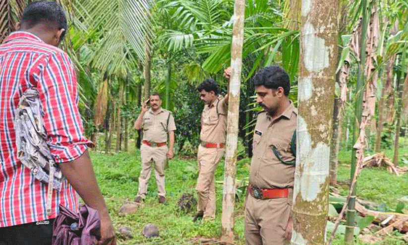 wild elephant menace wild elephant menace