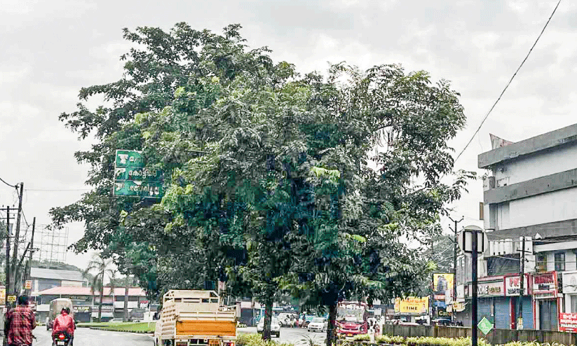 Shade trees Shade trees