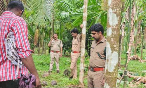 wild elephant menace