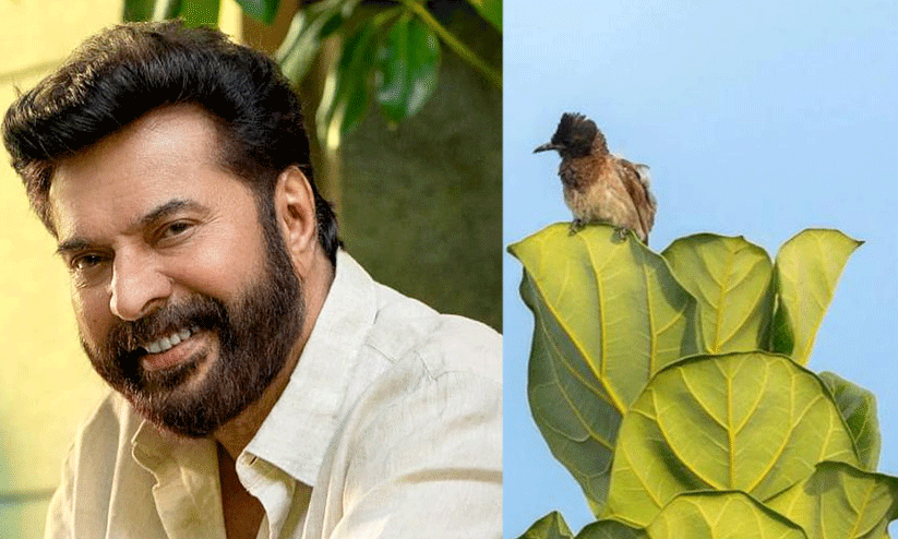 Bulbul photograph clicked by Mammootty auctioned for ₹3 lakh Bulbul photograph clicked by Mammootty auctioned for ₹3 lakh