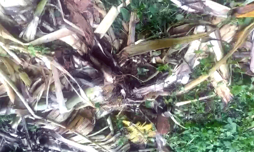 wild elephant menace