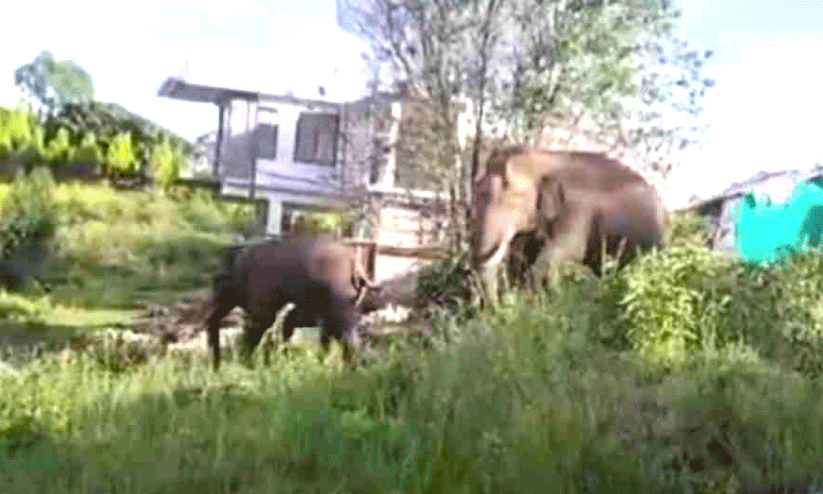 Wild elephant attack,
