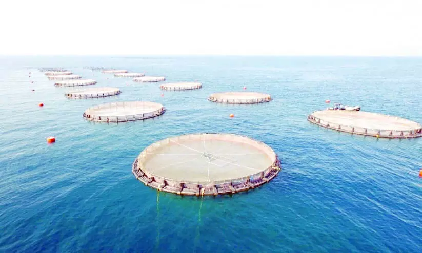 സീ​ബി​ൽ 30 ദ​ശ​ല​ക്ഷം റി​യാ​ലി​ന്‍റെ മ​ത്സ്യ​കൃ​ഷി പ​ദ്ധ​തി