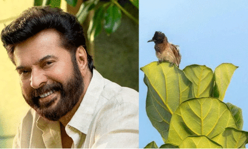 Bulbul photograph clicked by Mammootty auctioned for ₹3 lakh