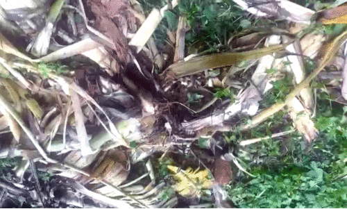 wild elephant menace