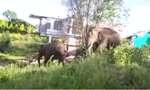 Wild elephant attack,