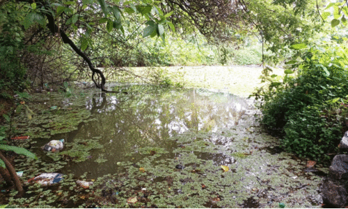 മൊഗ്രാൽ കാടിയംകുളം മൊഗ്രാൽ കാടിയംകുളം