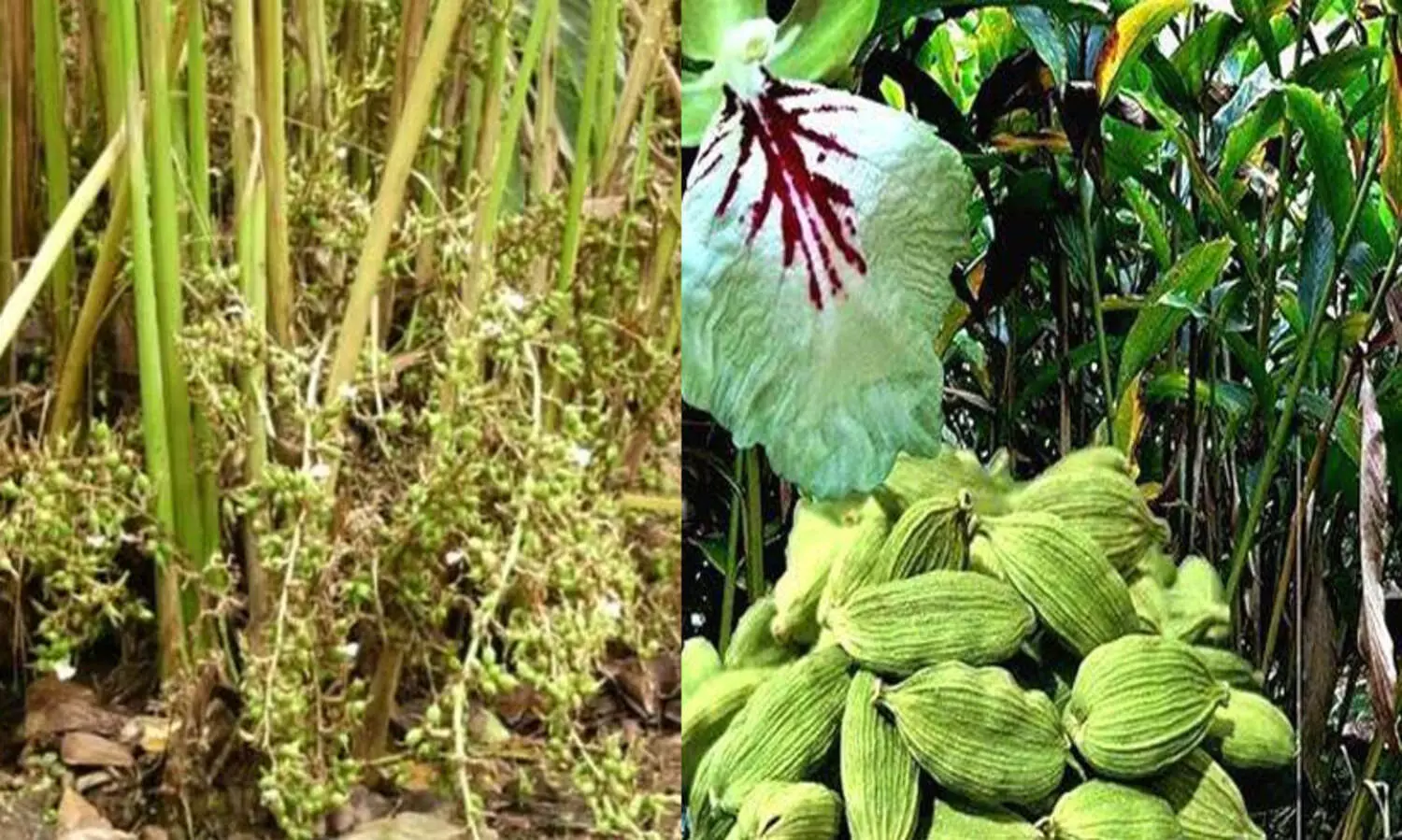 ഏലം കര്‍ഷകരുടെ വായ്പ തിരിച്ചടവിന്‍റെ ഇളവേള വര്‍ധിപ്പിക്കാന്‍ ആവശ്യപ്പെടും