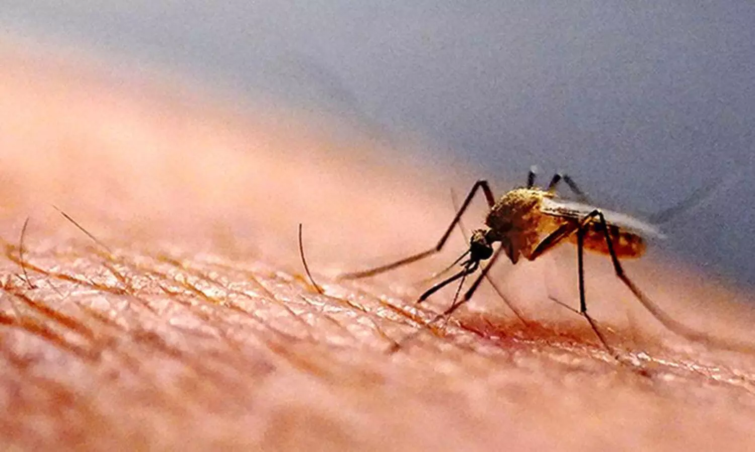 സിക വൈറസ്: സംസ്ഥാനങ്ങൾക്ക് ജാഗ്രത നിർദേശം