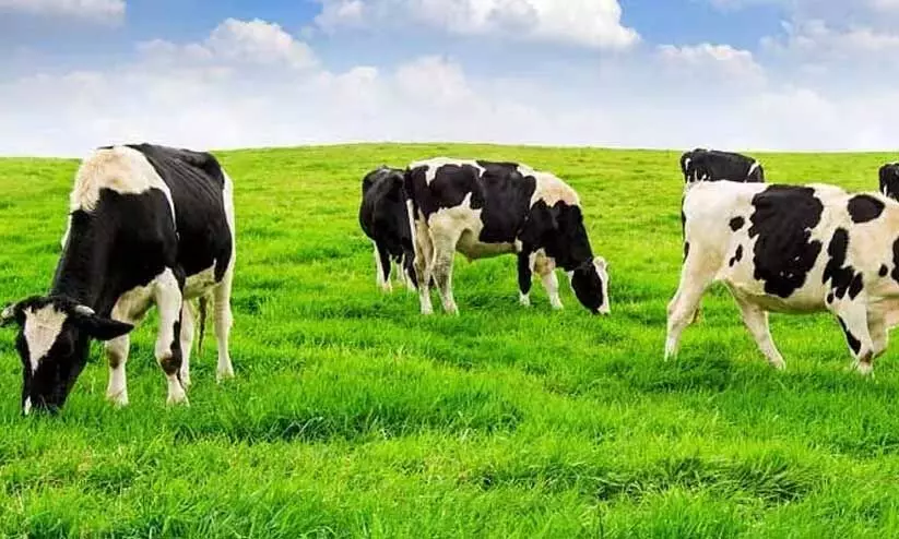 representatives representatives