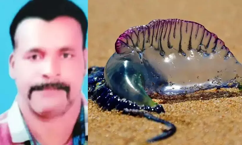 ജെല്ലിഫിഷ് കണ്ണിൽ തെറിച്ച് ചികിത്സയിലായിരുന്ന മത്സ്യത്തൊഴിലാളി മരിച്ചു